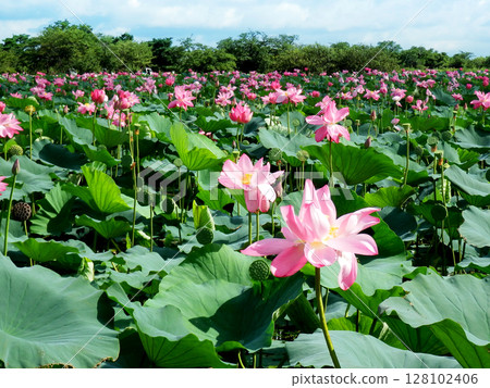 Water lily 3 128102406