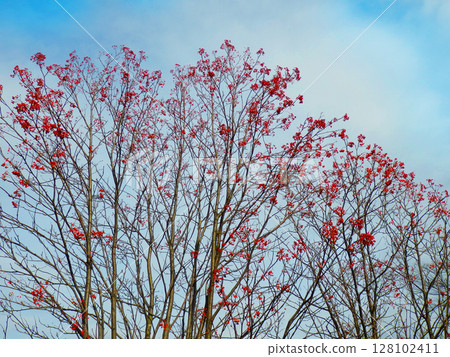 Winter trees 3 Winter trees 3 128102411