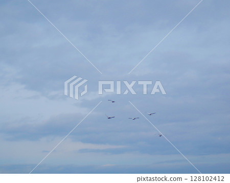 Swan 1 Swan 1 128102412