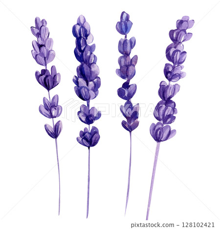 Lavender watercolor flowers clipart. Violet summer set for Provence wedding invitations botanical floral printable decor Lavender watercolor flowers clipart. Violet summer set for Provence wedding invitations botanical floral printable decor 128102421