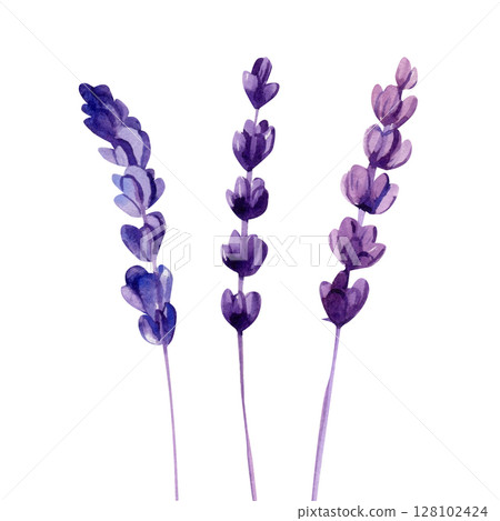 Lavender stems watercolor botanical illustration for rustic wedding invitations natural spa decor wall art Lavender stems watercolor botanical illustration for rustic wedding invitations natural spa decor wall art 128102424