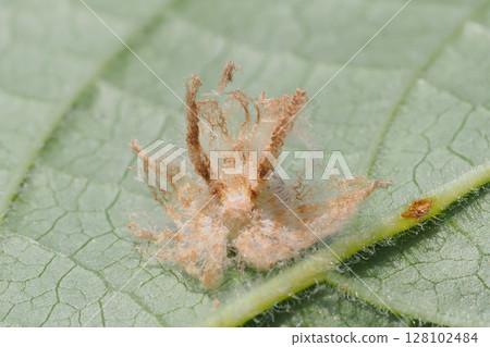 中國蚱蜢幼蟲（背面） 128102484