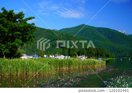 Water lilies blooming at Lake Kizaki in early summer 128102491