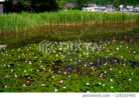 Water lilies blooming at Lake Kizaki in early summer 128102492