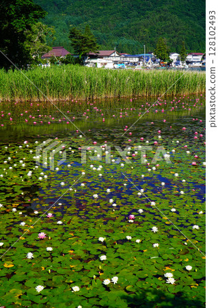 初夏木崎湖的睡蓮盛開 初夏木崎湖的睡蓮盛開 128102493