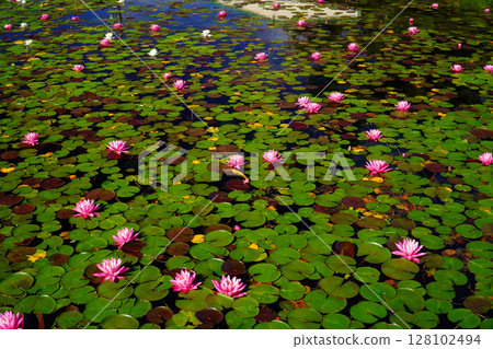 Water lilies blooming at Lake Kizaki in early summer 128102494