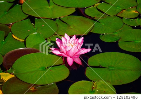 Water lilies blooming at Lake Kizaki in early summer Water lilies blooming at Lake Kizaki in early summer 128102496