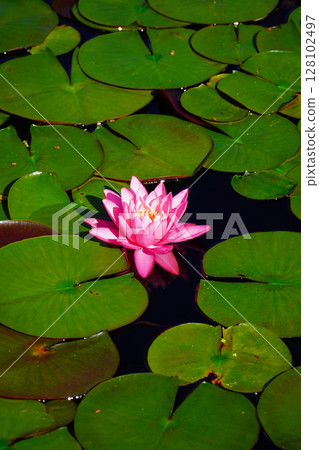 Water lilies blooming at Lake Kizaki in early summer Water lilies blooming at Lake Kizaki in early summer 128102497