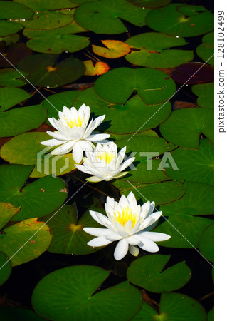 Water lilies blooming at Lake Kizaki in early summer 128102499