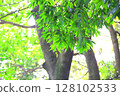 Fresh greenery - Summer image Fresh greenery - Summer image 128102533