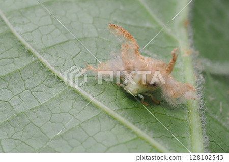 中國 Lamigasa Goromo 的幼蟲 128102543