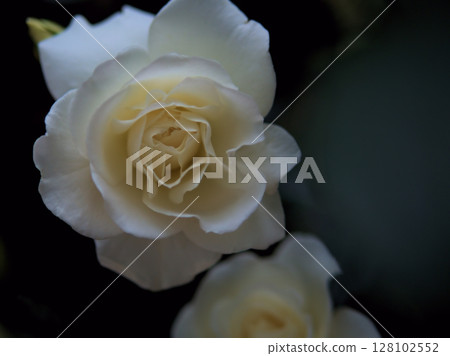 "Schneewitchen" white roses blooming beautifully in May 128102552