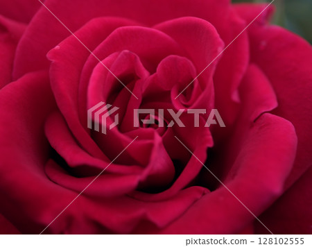 "Proud Land" red roses bloomed beautifully in May "Proud Land" red roses bloomed beautifully in May 128102555