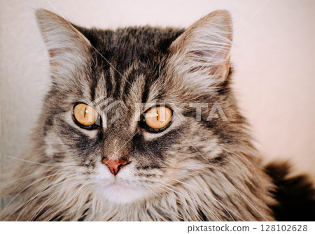 Close Up Gray Cat with Yellow Eyes Outdoor Natural Light Portrait 128102628