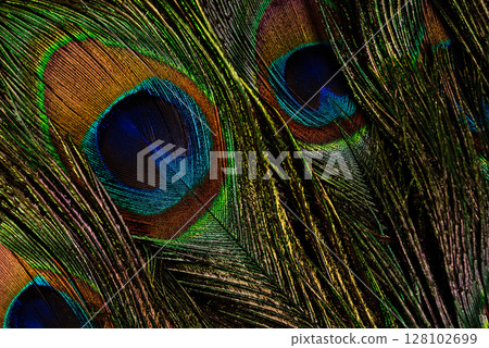 Multiple peacock feathers arranged as soft decorative background. Natural exotic Multiple peacock feathers arranged as soft decorative background. Natural exotic 128102699