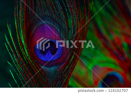 Peacock Feather Macro Under Multicolor Light, Vivid Texture, Shimmer. Fantasy 128102707