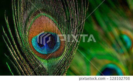 Macro view peacock feather showing detailed eye pattern and fibers.Tropical bird 128102708