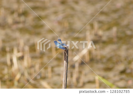 秋天水邊休息的蝴蝶蜻蜓(遠景)3 秋天水邊休息的蝴蝶蜻蜓(遠景)3 128102785
