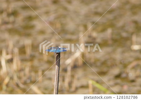 秋天水邊休息的蝴蝶蜻蜓（遠景）4 128102786