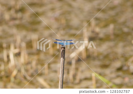 秋天水邊休息的蝴蝶蜻蜓（遠景）5 128102787