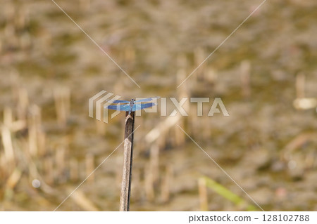 秋天水邊休息的蝴蝶蜻蜓（遠景）6 128102788