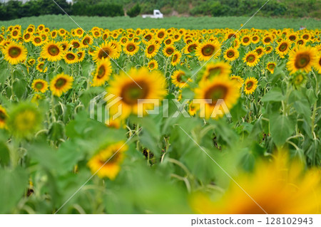 Sunflower field in full bloom 128102943