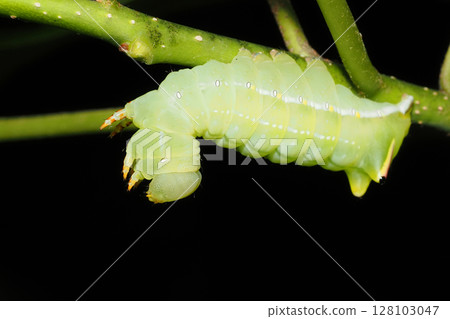 Aoba Shachihoko larva (face on the left) Aoba Shachihoko larva (face on the left) 128103047
