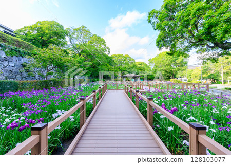 福岡縣福岡市舞鶴公園菖蒲園初夏 128103077