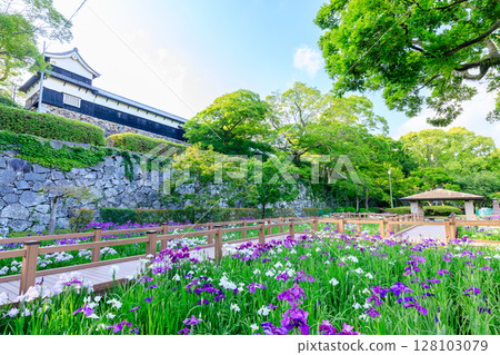 福岡縣福岡市舞鶴公園菖蒲園初夏 128103079