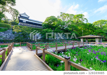 福岡縣福岡市舞鶴公園菖蒲園初夏 福岡縣福岡市舞鶴公園菖蒲園初夏 128103085