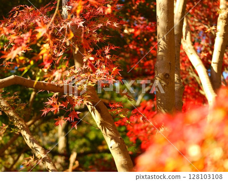 Momiji who changed leaves Momiji who changed leaves 128103108