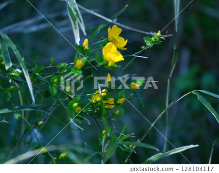 Yellow flower 128103117
