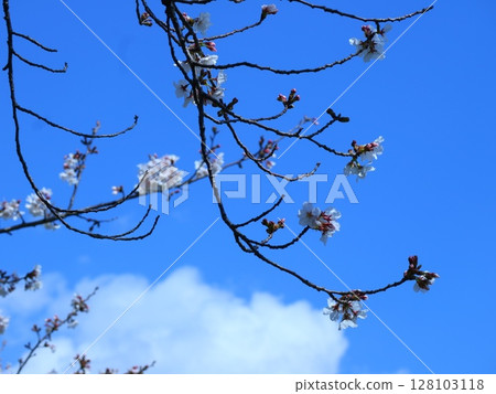 Sakura that shines in the blue sky 128103118