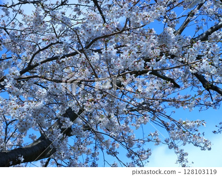 Sakura that shines in the blue sky Sakura that shines in the blue sky 128103119