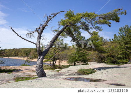 Bent pine tree at Georgian Bay. Killbear Provincial Park, Canada. Bent pine tree at Georgian Bay. Killbear Provincial Park, Canada. 128103136