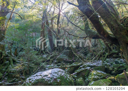 屋久島國立公園白谷雲水峽寒林(冬季) 屋久島國立公園白谷雲水峽寒林(冬季) 128103204