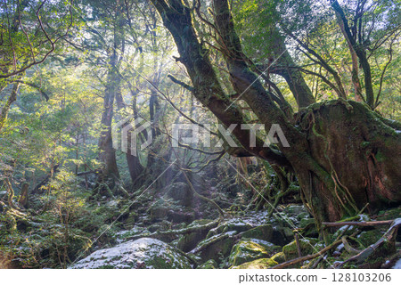 屋久島國立公園白谷雲水峽寒林（冬季） 128103206