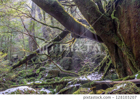 屋久島國立公園白谷雲水峽 - 寒冷的苔蘚森林（冬季） 128103207