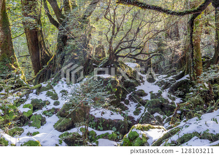 Yakushima Shiratani Unsuikyo Gorge: A frigid mossy forest (winter) 128103211