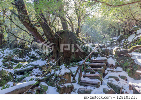 Winter scenery of Yakushima National Park, a frigid mossy forest 128103213