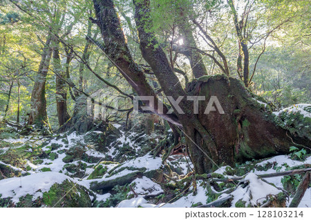 Winter scenery of Yakushima National Park, a frigid mossy forest 128103214