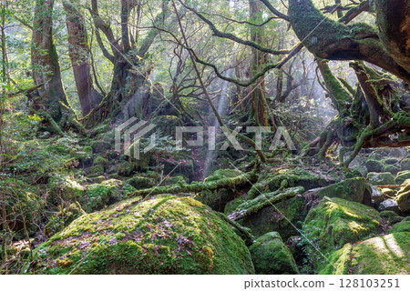 屋久島國立公園白谷雲水峽的陽光森林（冬季） 128103251
