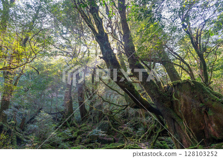 屋久島國立公園白谷雲水峽的陽光森林（冬季） 128103252