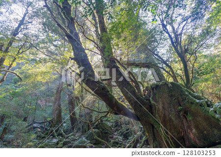 Yakushima National Park Shiratani Unsuikyo Forest in the Sunlight (Winter) 128103253