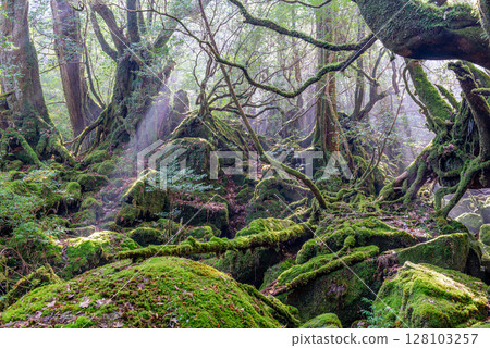 Yakushima National Park Shiratani Unsuikyo Forest in the Sunlight (Winter) 128103257