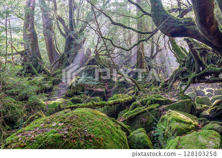 Yakushima National Park Shiratani Unsuikyo Forest in the Sunlight (Winter) 128103258