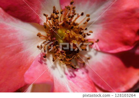 Rose petals at Nagai Botanical Garden in Osaka 128103264