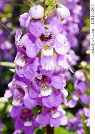 Angelonia flowers at Nagai Botanical Garden in Osaka Angelonia flowers at Nagai Botanical Garden in Osaka 128103268