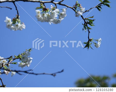 White plum blossoms that shine in the blue sky White plum blossoms that shine in the blue sky 128103280