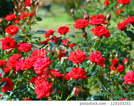 A red rose A red rose 128103281